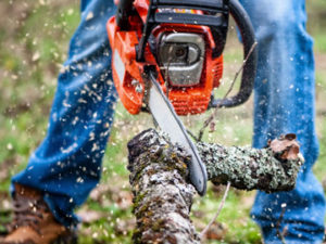 Man Using Chainsaw, Tree Cutting